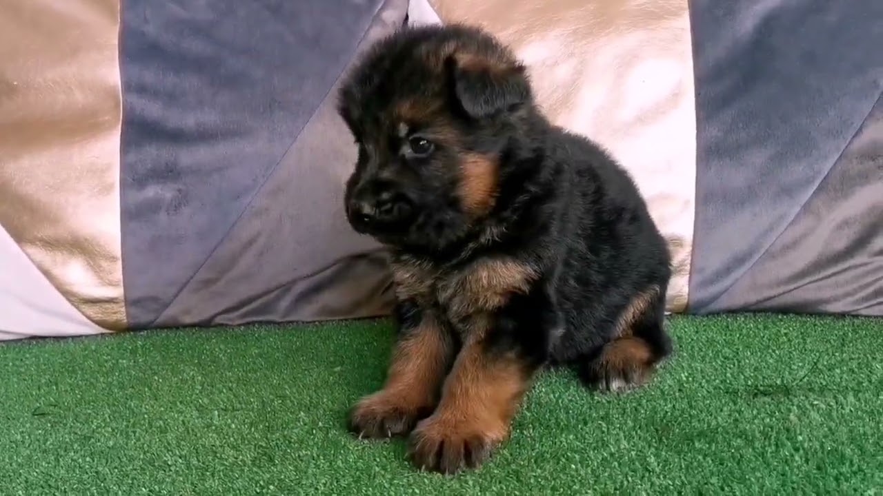 Owczarki Niemieckie Hodowla z Mylnej Gromady ZKwP/FCI kom.606 902 687