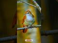 Islamic Birds Scene 🕊️ | Quran Recitation Background #IslamicBirds #QuranRecitation #IslamicNature
