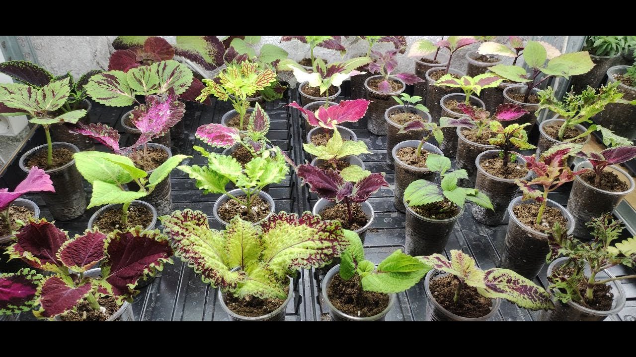 Обязательно сделайте так при посадке колеуса. Почему пропадают колеусы после укоренения .