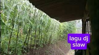 Saat hujan dengerin lagu DJ SLAW BARAT