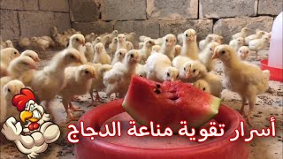 تقوية مناعة الدجاج  والافراخ خاصتا 