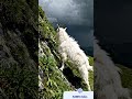 ASMR sounds #goat#sheep#farmer#mountains#views #viral#ytshorts#flowers#grassy#clouds#youtubeshorts@i