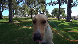 CARISSA TRAINER CAM (Episode 1) Training Dogs In The OC from Start to Finish