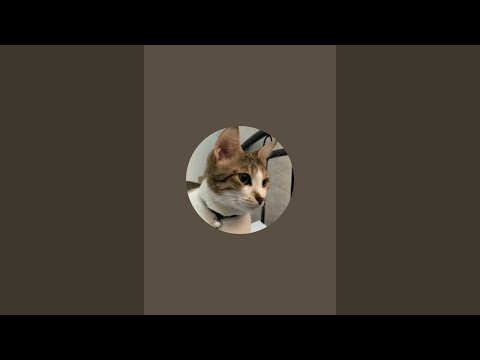 Cats & Friends is live!