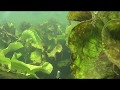 Подводная охота - очень чистая река