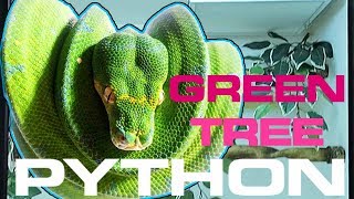 GREEN TREE PYTHON SETUP, CARE, AND HUSBANDRY