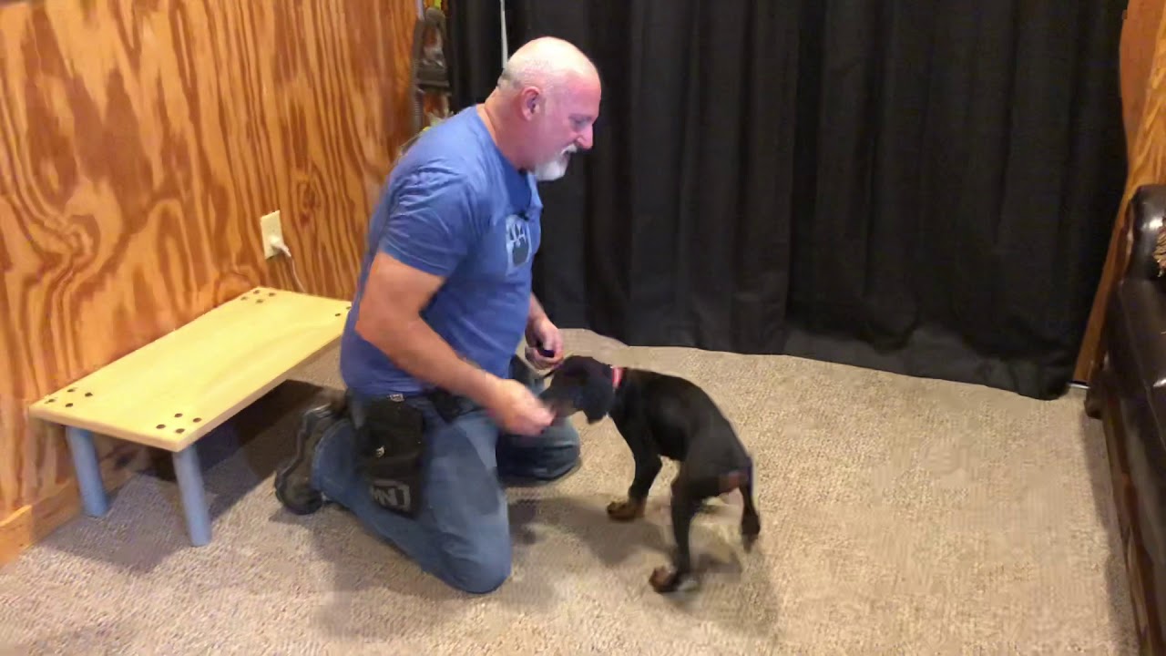 video phone beyonce mp3 Windy von Prufenpuden 10 Wks Early Obedience Training Doberman Puppy BAB Participant