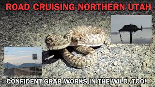 ROAD CRUISING for SNAKES in northern Utah. Snakes, an osprey nest, raccoons, a skunk and more!