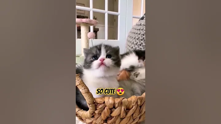 Video 10905741: cats kitten cutecat catlovers, cats cutecat catlover animals, cats catlover kitten cute, cat cute baby