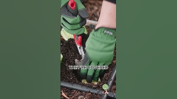 Regrowing Celery From Scraps