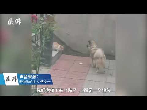 Kind dog gives meat bun to homeless cat, waits and watches it take the bun away