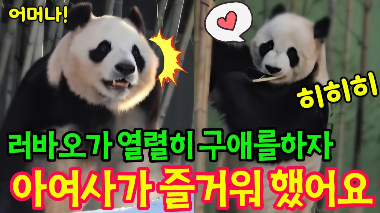 Парк панд Everland ❤️ 11 февраля, когда Лу Бао сделал предложение, госпожа А была в восторге.