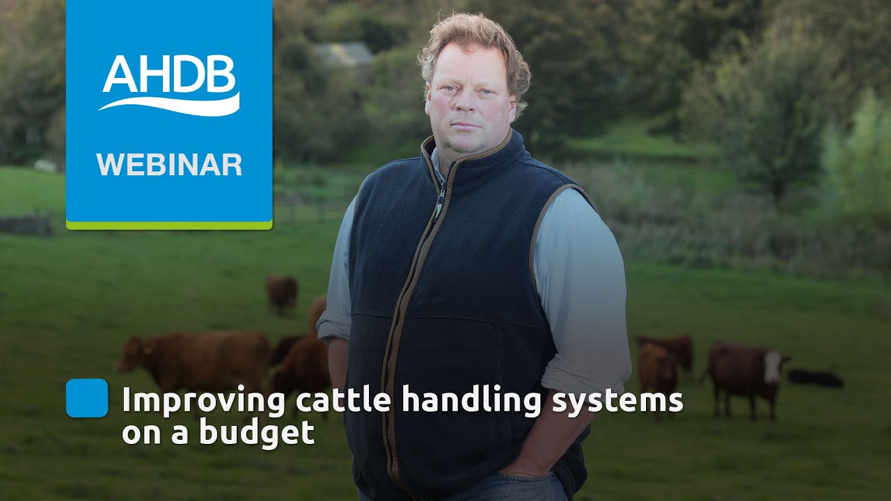 Improving cattle handling systems with a lower cost YouTube