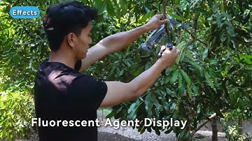 See the even coverage on these macadamia leaves