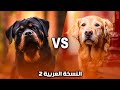 اشتري ده ولا ده 🤔 كلب الروت ويلار  ولا  الجولدن ريتريفر