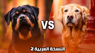 اشتري ده ولا ده 🤔 كلب الروت ويلار  ولا  الجولدن ريتريفر