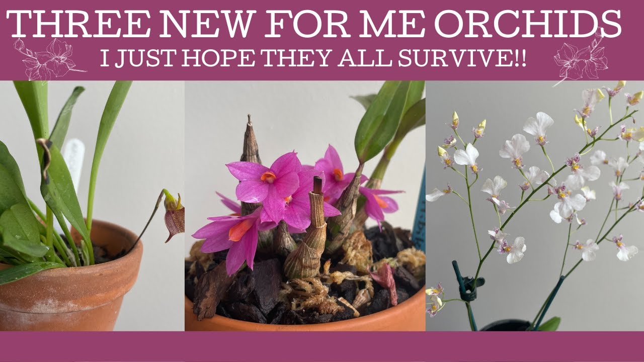 Three new to me orchids; I just hope I don't kill them!
