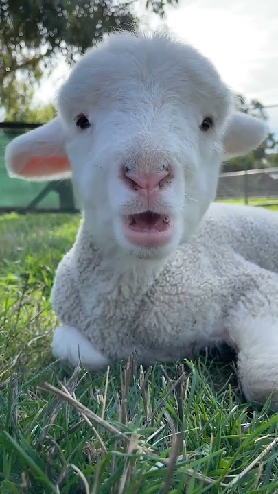 Cute sheep enjoy 😉 #shorts #viral #trending #funny #cute #baby