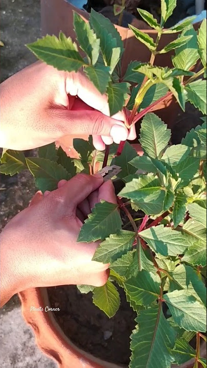 Growing Dahlia from Bulbs #youtube #garden #winterfloweringplant #dahliaflowers