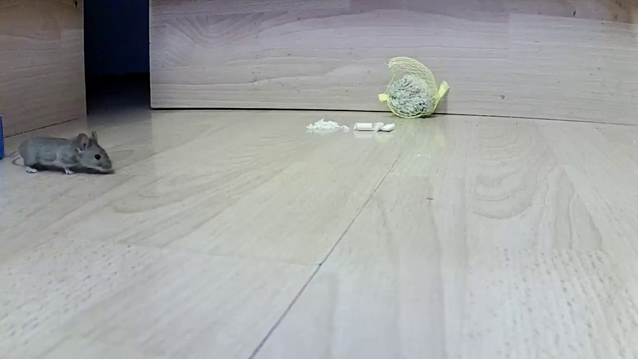 Maus In Der Küche Was Tun Maus in der Küche - YouTube