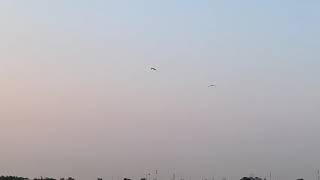 Rambo Harlequin Macaw , Zico Ruby Macaw