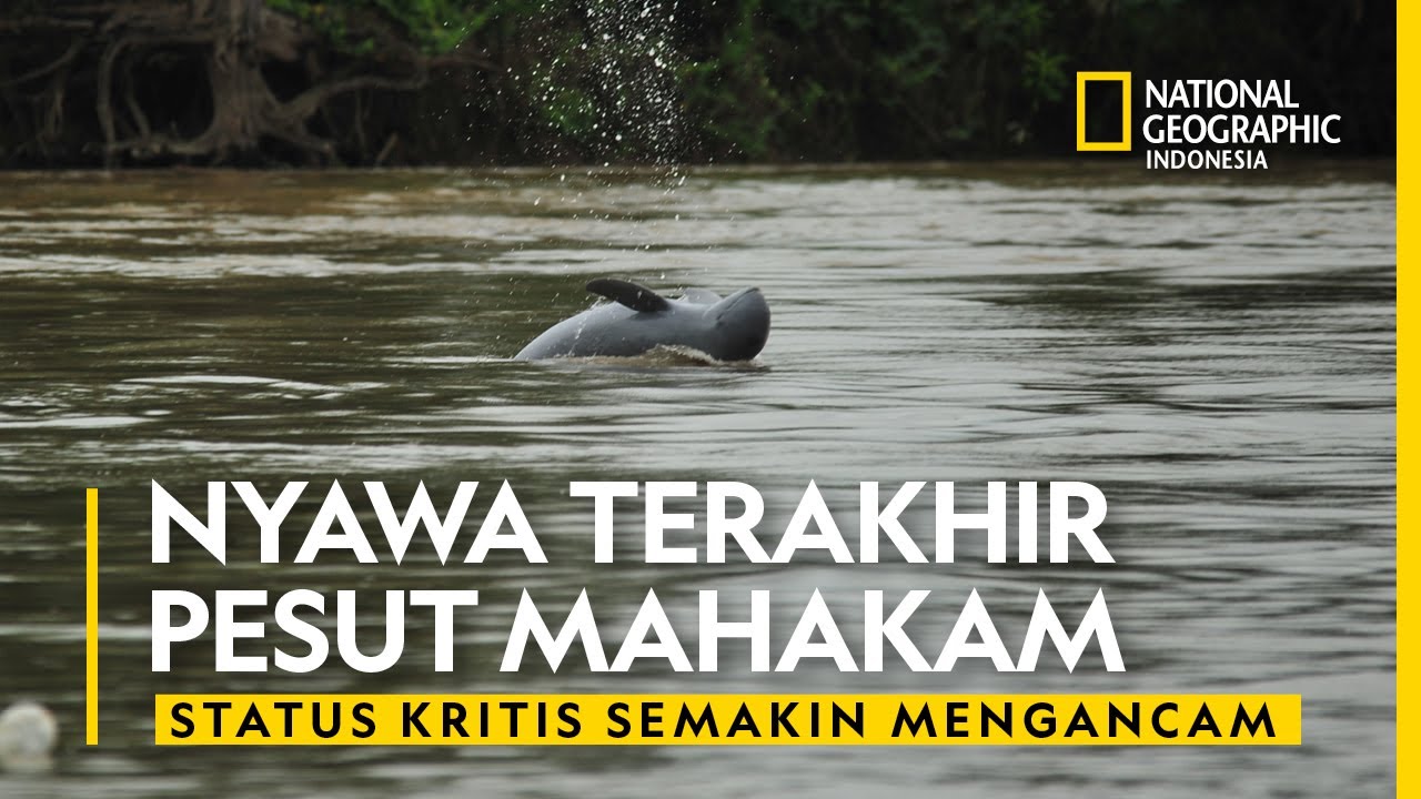PESUT MAKIN BANYAK YANG MATI, BERKEMBANG BIAK SUSAH.