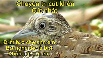 Tiếng chim cút cực chuẩn 2023.