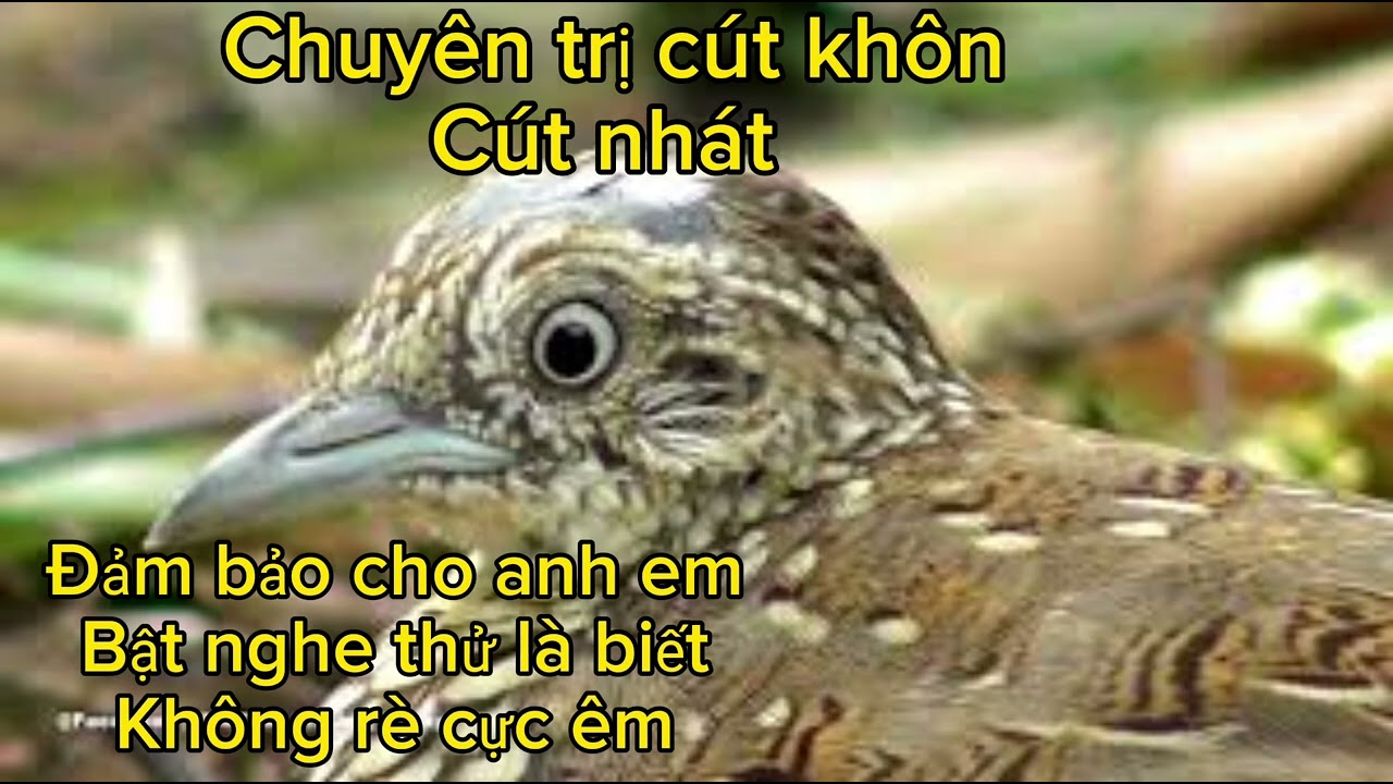 Tiếng chim cút cực chuẩn 2023.