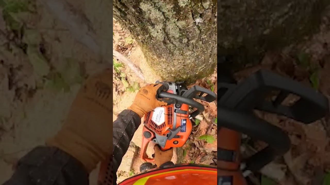Satisfying Trees Falling - Watch Them Fall and CRASH!