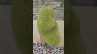 Jackfruit started growing !