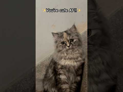 Wait A Minute Catshorts Funnycat Catvideos Cutecat Viralshorts Cute Kitten Cat 