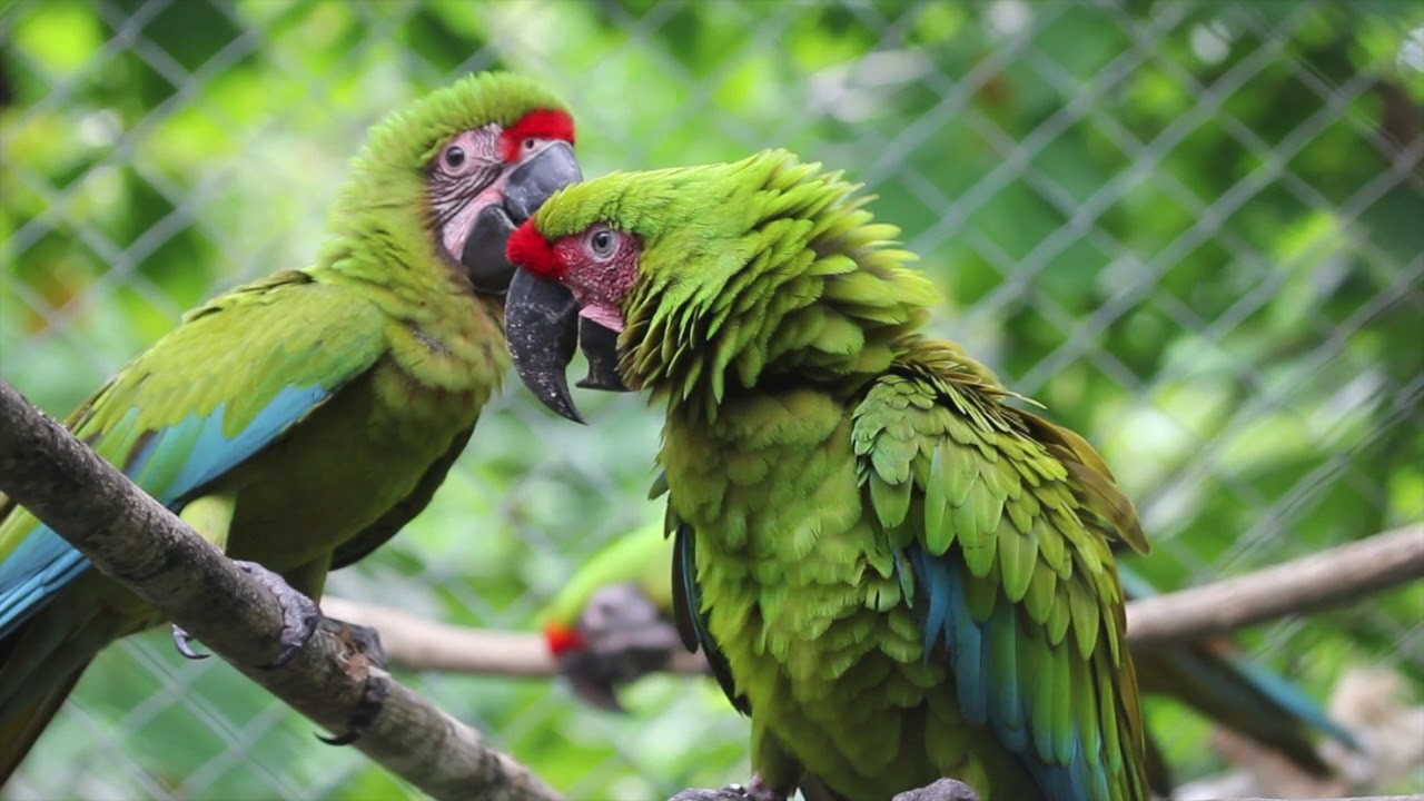 Docuseries with Dr. Sam - Feeding fledglings