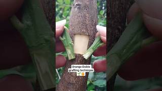 Orange doble grafting techniques #craft #garden #gardening #diy #plants #plantas #tips #orange