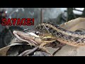 WILD SNAKE HUNTS A FROG! | 4k VIDEO | ASMR