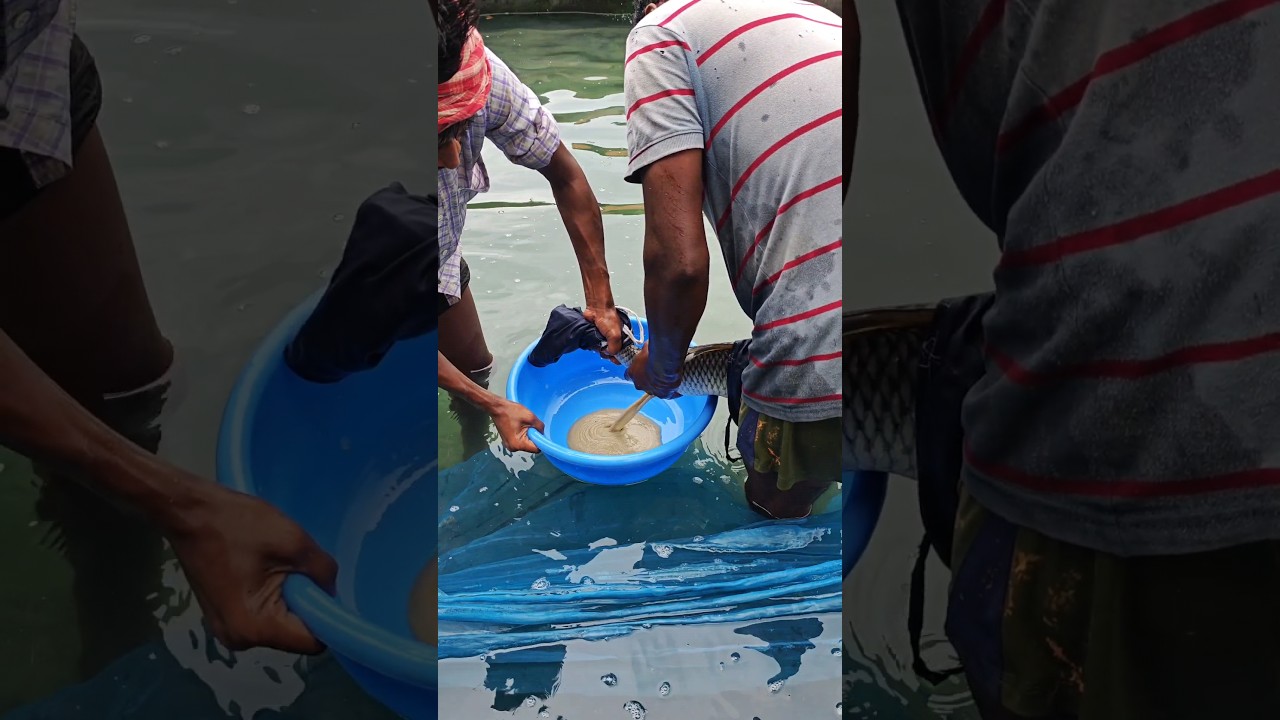 Mrick matchli ka stripping fishbreeding process 