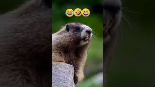 Download Lagu kudus kudus funny video MP3