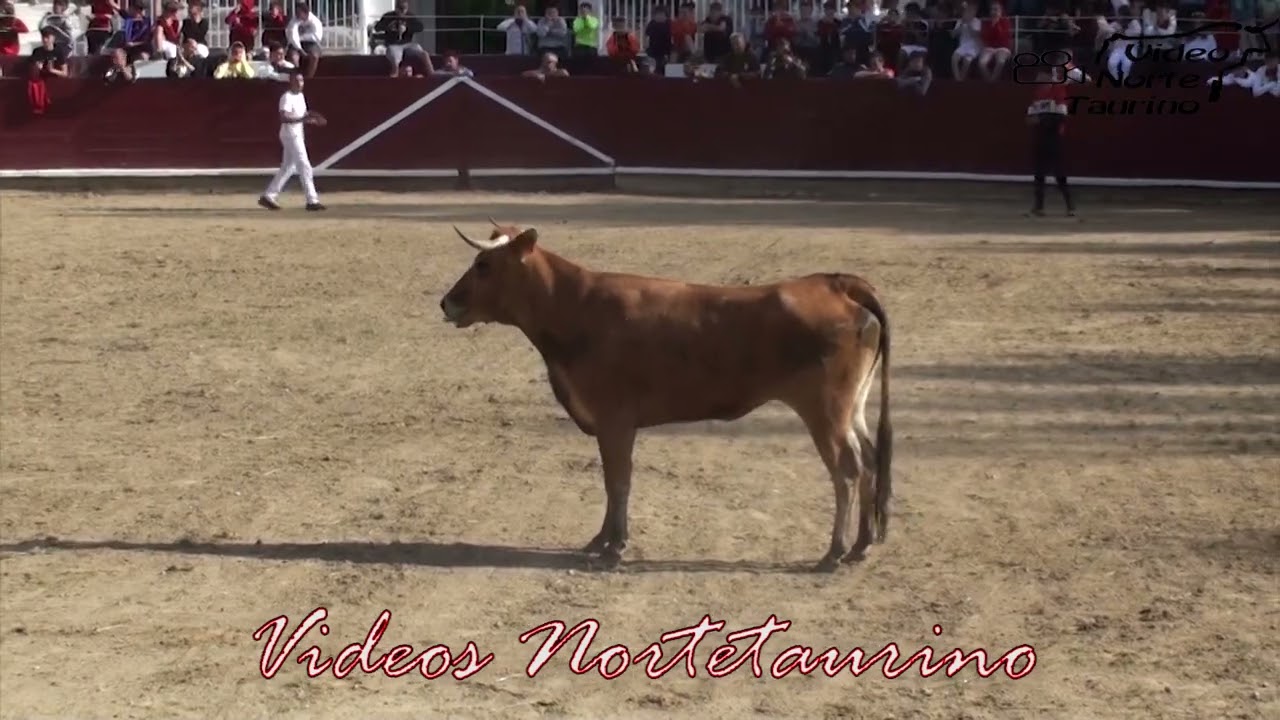 26-05-2024 Estella (Navarra) Encierro y suelta de vaquillas Ganadería Macua