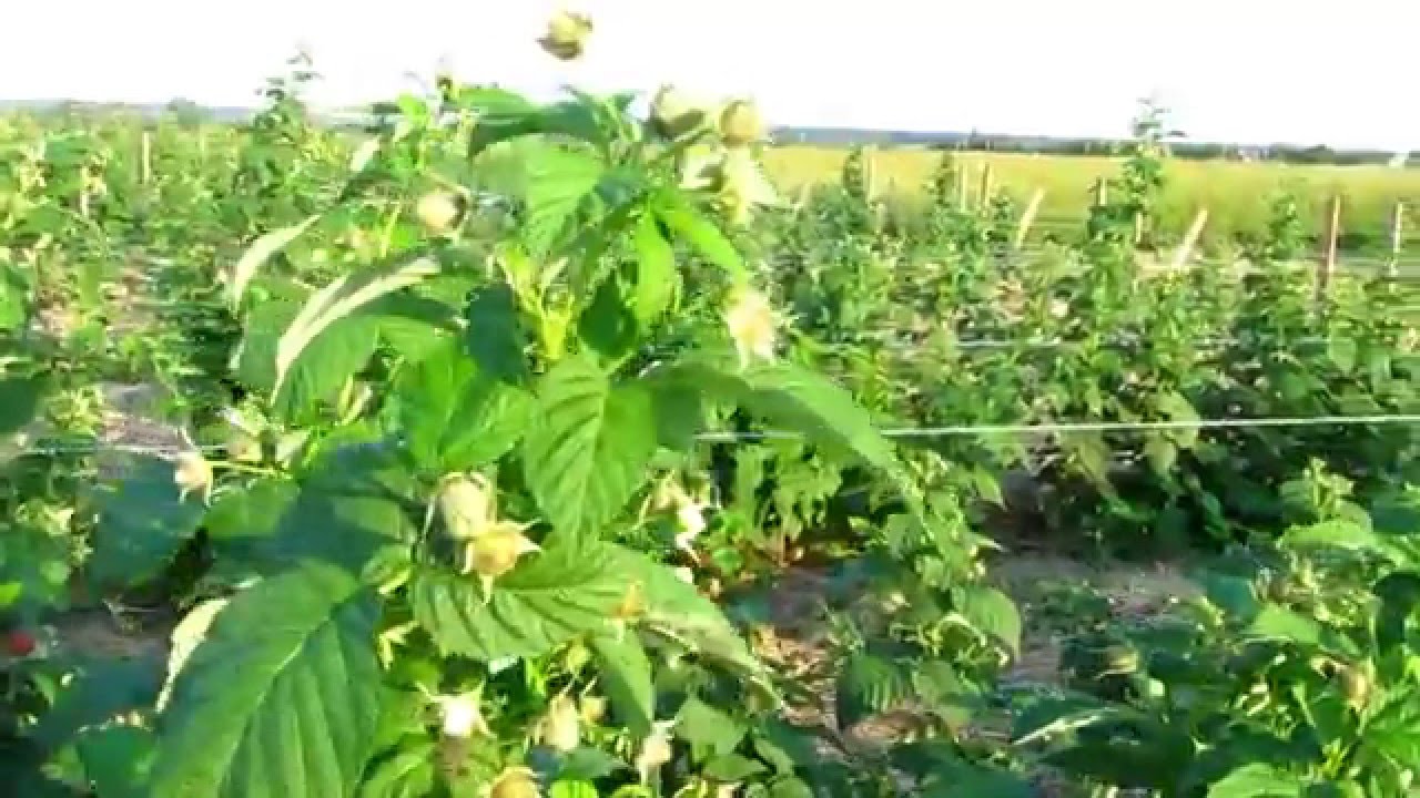 The company www.small-fruit.com.ua organic raspberries in Ukraine. Pollination by bees raspberries.