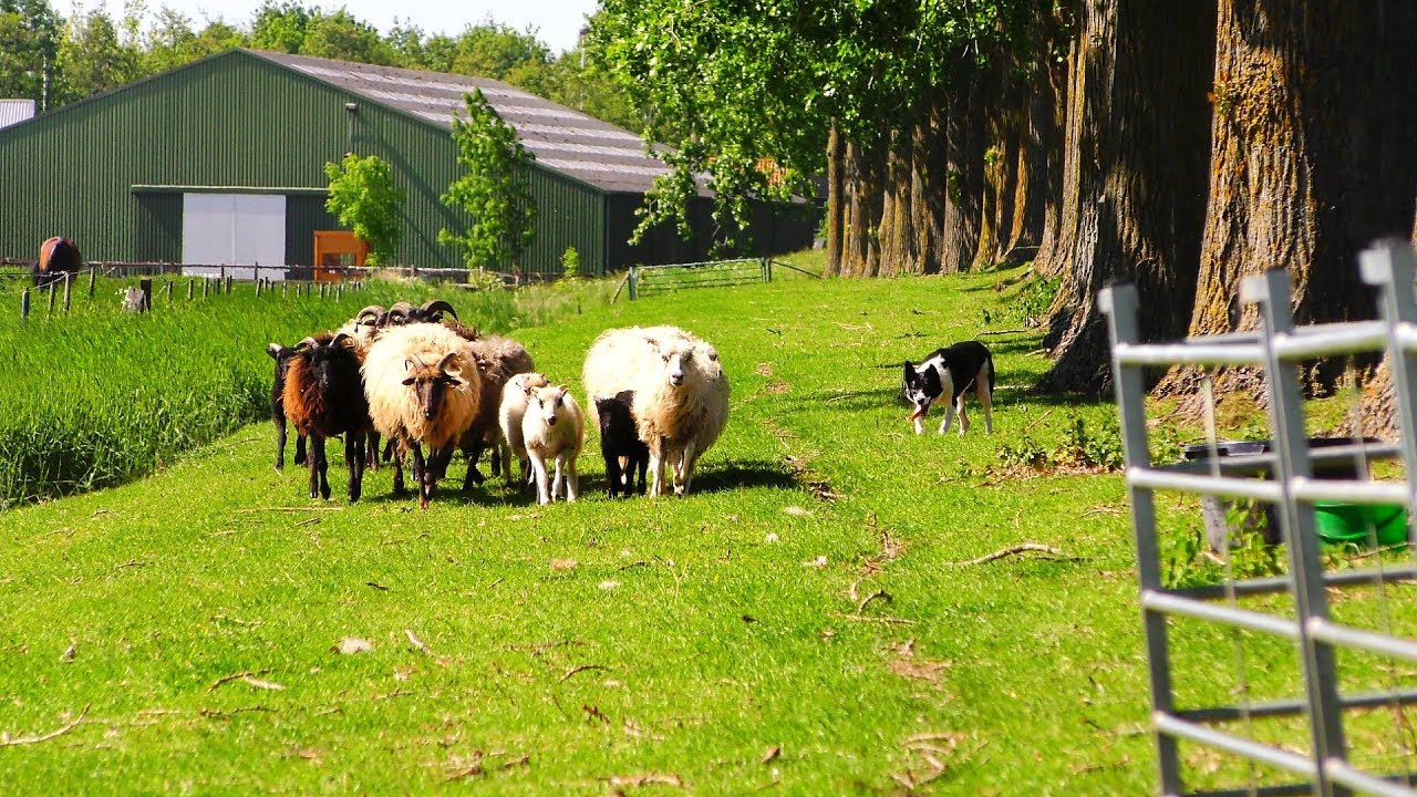 nature revista Voorjaars spektakel