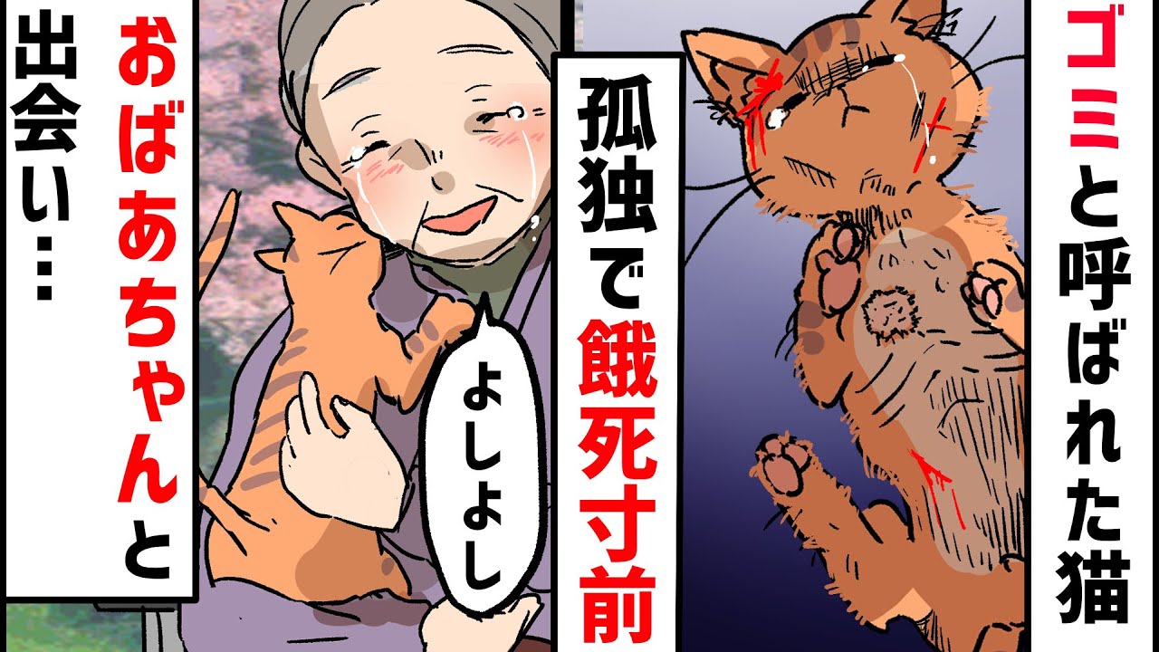 余命寸前のボロボロの猫「今までありがとう…」→病気のおばあちゃんへの最後の言葉が感動してヤバい…< マンガ動画 >【タイスケの動物感動日記】