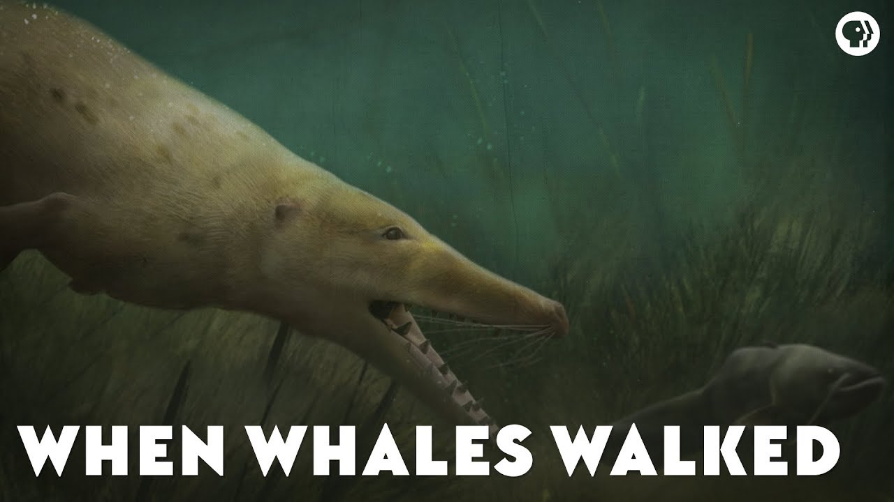 When Whales Walked