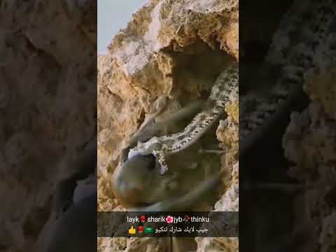 ثعبان يهجم على طائر خش في جحر الطائر تعليقاتكم تسعدني نشر في نطاق واسع لايك وشكرا