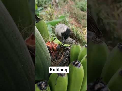 Pisangnya D Ambil Hilang Semua anaknya!! #shortvideo #trending ##shorts