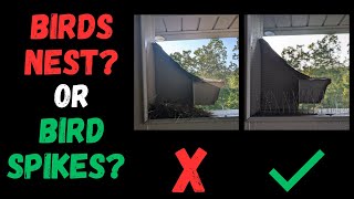 Do Bird Spikes Really Work? Testing Them to Stop Nesting & Keep Birds Away!   Results in comments! Do Bird Spikes Actually Work