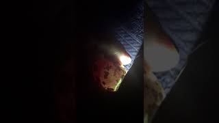 Cotournix quail egg development, day 8