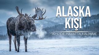 Alaskada Aşiri Kiş -70Cde Gezegenin En Acımasız Soğuğunda Hayatta Kalma Belgesel