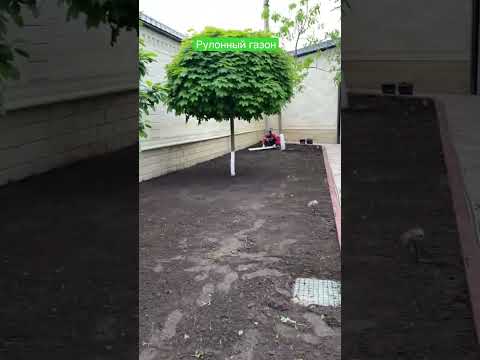 Укладка рулонного газона,