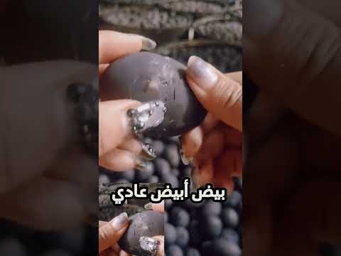 البيض الاسود 