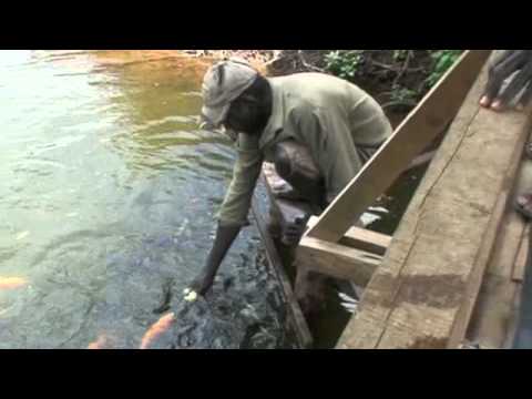 new guinea nuova napoli Kongara Video.m4v