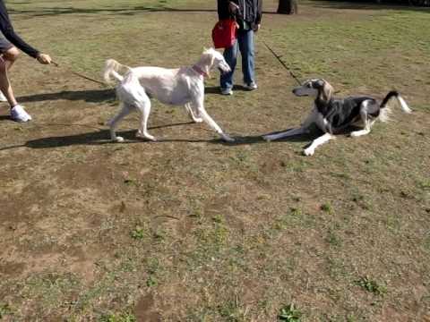 保護犬サルーキのサラ　サルーキのお友達と